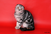 Шотландские котята питомник Diamand-cat