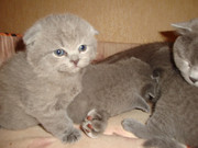 Продам вислоухих голубых котят девочку и мальчика