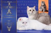питомник ЭЛИТА - персы, экзоты, шотланцы, британцы