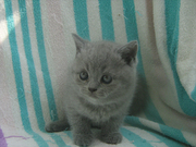 Шотландский голубой котенок