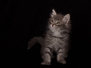 Сибирские котята из питомника Мур Амур