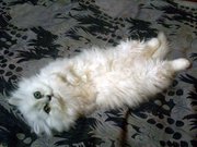 Котята персы-шиншилы серебристые,  золотистые
