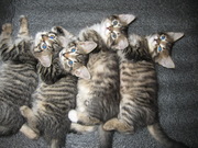 Отдам котят - четыре тигрика ждут хозяев :)
