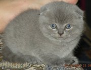Шотландские котята / Британская короткошерстная
