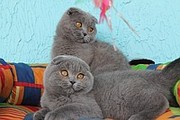 Под развод кота и кошку куплю