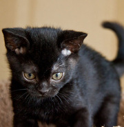 продаю котенка бурманской(бомбей)породы, девочка 2, 5 месяцов