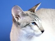 Породистіе сиамские котята - редкого окраса