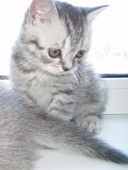 Продам британских короткошерстных рисунчатых котят    Табби Вискас. 
