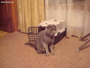 Скоттиш-фолд приглашает на свидания