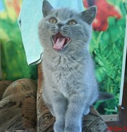 шотландец клубный котенок голубого окраса