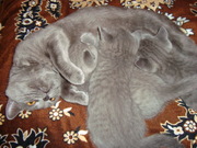 Котенок и кошечка породы британская голубая