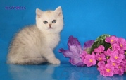серебристые британские шиншиллы
