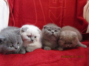 плюшевые вислоушки и прямоушки