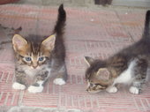 Хорошенькие котята от кошки-мышеловки