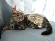 Продам шотландского мраморного котенка,  кочечку as22,  с документами,  К