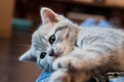 продается шотландская голубая мраморная девочка котенок,  привита,  Киев