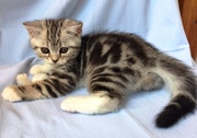 Биколорный,  серебристый,  мраморный шотландский котенок (скоттиш страйт