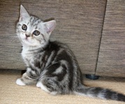 Продается шотландский бело-мраморный котенок (алиментный),  3 мес,  прив
