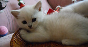 Прекрасный британский котёнок окраса серебристая шиншилла.