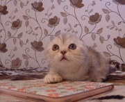 Продается шоколадная мраморная кошечка от чемпиона,  котенок шикарного 
