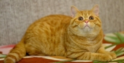 Рыжий шотландский котик Кексик