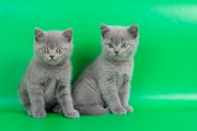 Котята скоттиш-страйт голубые 